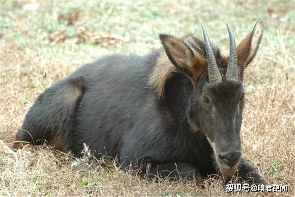 四不像特马图今晚必出,四不像特马图今晚必出——神秘彩种的独特魅力与预测分析