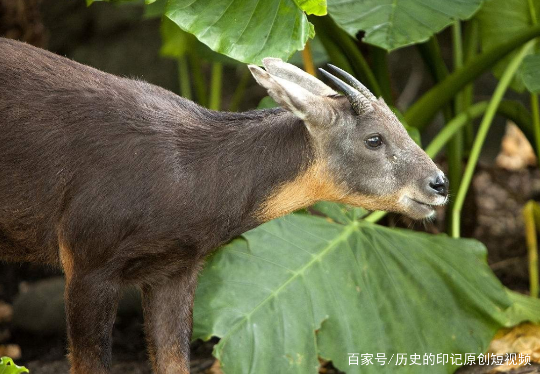 四不像今晚最准确一肖,四不像与最准确的生肖预测，今晚的神秘面纱揭晓